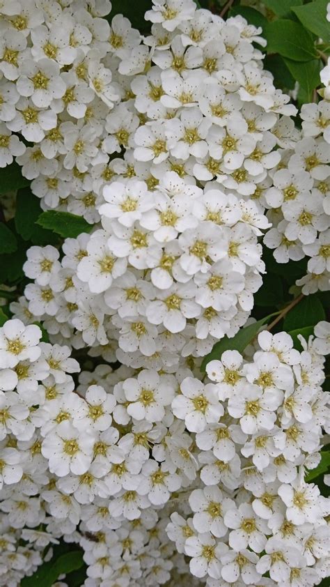 White Flowers Garden | Amazing Flowers | Tiny White Flowers