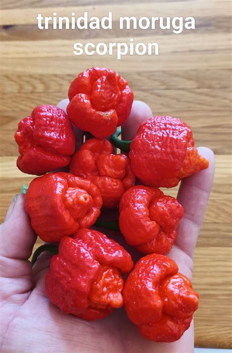 Trinidad Moruga Scorpion | Bay Chillis