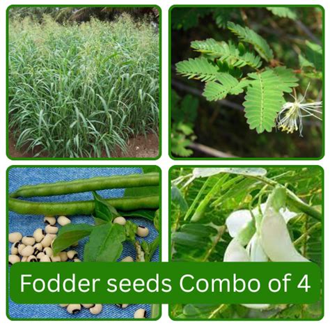 Fodder Seeds Combo of 4 Each 250g – Native Indian Organics