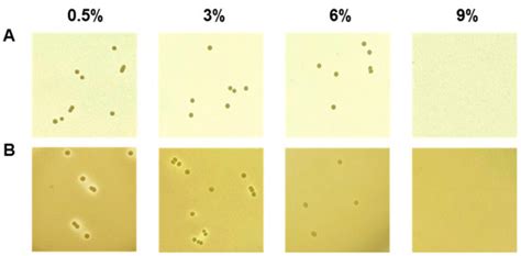 Novel Starter Strain Enterococcus faecium DMEA09 from Traditional ...