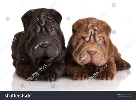 Black Shar Pei Dog