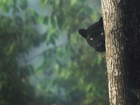 Photos Of Rare Black Panther In Karnataka's Kabini Forest