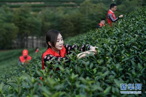 浙江安吉：生态茶园采茶忙-人民图片网