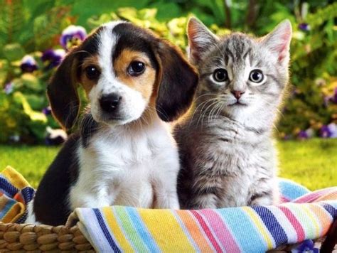 小猫和狗的合影图片-猫和狗素材-高清图片-摄影照片-寻图免费打包下载