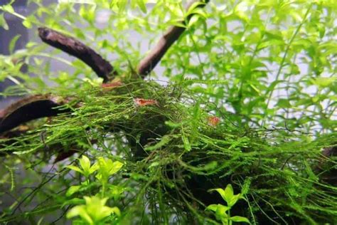 Java Moss for Corydoras Breeding 的图像结果