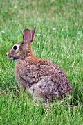 Image result for Animal Rabbit Clip Art