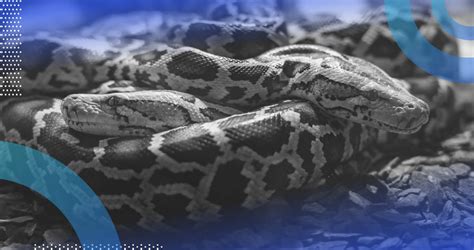 Python Copy File 的图像结果