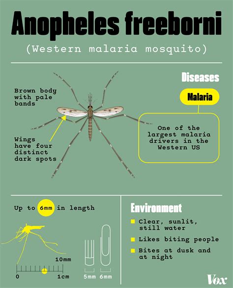 Mosquito Identification Chart How Do You Control Mosquitos? Can You