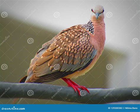 The Spotted Dove or Spilopelia Chinensis or Mountain Dove or Pearl ...