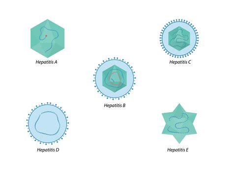 Hepatitis viruses of liver. Structure of hepatitis A, B, C, D, E ...