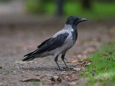 Carrion Crow Bird Facts (Corvus corone) | Bird Fact