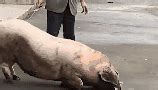 美国一宠物猪被养到362斤，动物保护中心上门强制抓走减肥，猪主人痛哭：它是我的家人_凤凰网视频_凤凰网