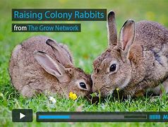 Image result for Rabbit Colony with Pallets
