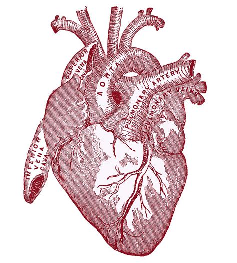 Anatomically Correct Human Heart Drawing