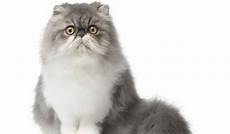 prezzi gatti persiani gatto persiano carattere origini e prezzo cose di gatti prezzi gatti persiani gatto persiano carattere origini e prezzo cose di gatti