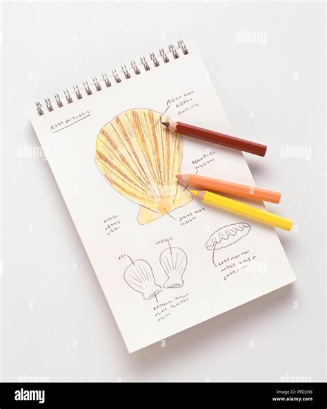 Scallop Shell Drawing 的图像结果