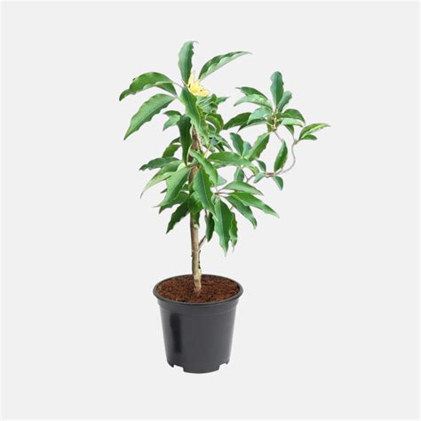 Buy Grafted Sonchafa Plant - Son Champa Online at Best Price