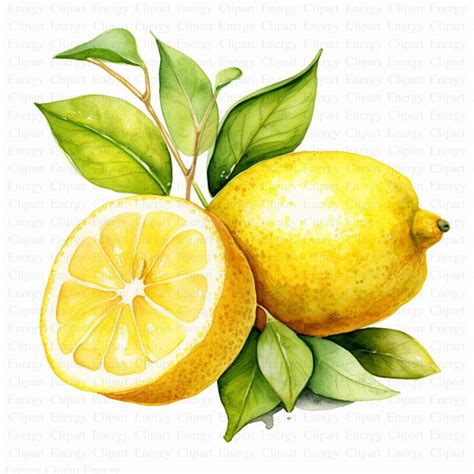 Lemons Clipart | 5 High Quality Jpg's | Digital Download | Citrus Fruit ...
