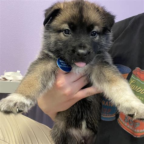Adoptions - Resilient Hearts Animal Sanctuary