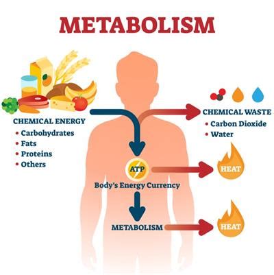 Metabolism — lesson. Science CBSE, Class 10.