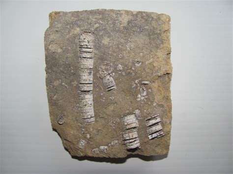 Crinoid Stem - Ft Payne Foromation 250 myo.JPG - Member Collections ...