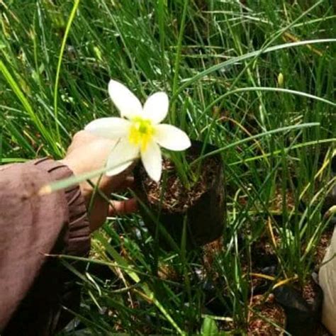 Jual Tanaman Hias Lily Hujan - Zephyrantes - Bunga Lily - Kab. Bogor ...