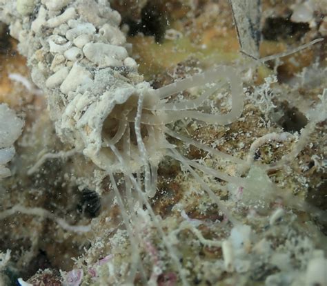 Spaghetti Worms In Reef Tank