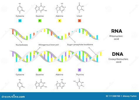 Basic Structure of RNA 的图像结果