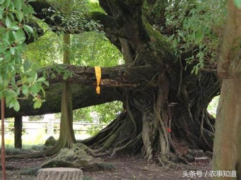世界最年长的树，名字很霸气，被人们誉为“国之魁宝”，十分珍贵 - 每日头条