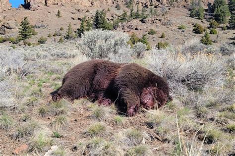 Grizzly Bear Killed Record