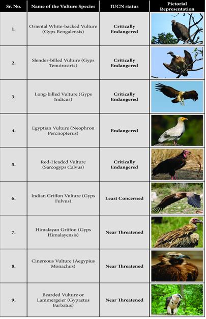 Himalayan vulture bred in captivity - GS SCORE