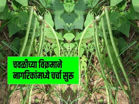 अबब ! लांबच लांब, चवळीची शेंग चक्क चार फूट लांब