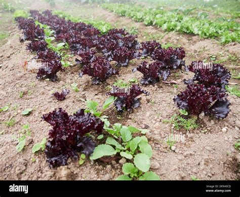 Vegetables Agriculture 的图像结果