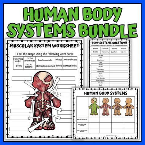Image result for Lymphatic System Worksheet