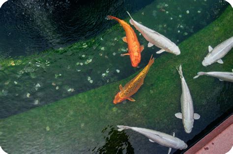 Image result for Fish Reproducing