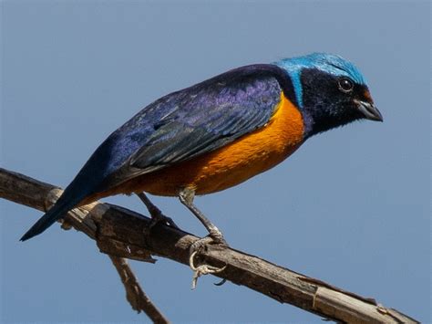 Elegant Euphonia - eBird