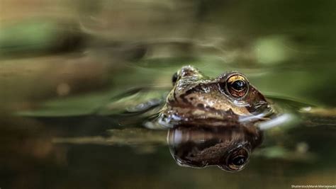 World Frog Day Toad Trivia @ Stone Corral, 83 Huntington Rd, Richmond ...