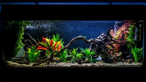 Complete Guide To The Best 125-Gallon Aquarium Tanks - Fishxperts
