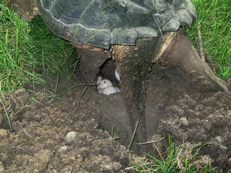 Snapping Turtle Eggs - Everything You Need to Know
