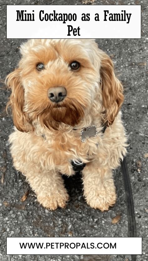 Image result for Mini Cockapoo
