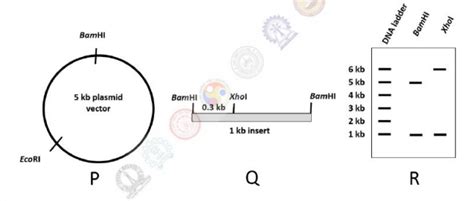 Shown below is a plasmid vector (P) and an insert (Q). The insert was ...
