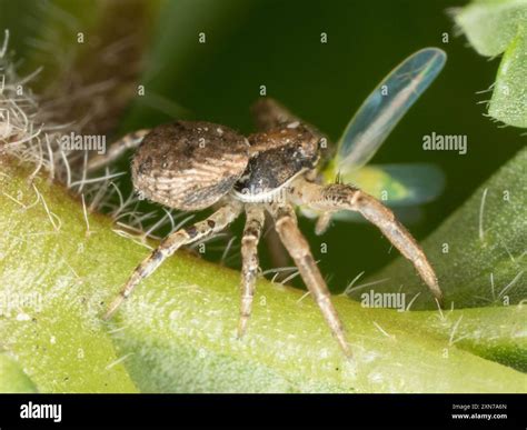 Crab Spiders (Thomisidae) Arachnida Stock Photo - Alamy