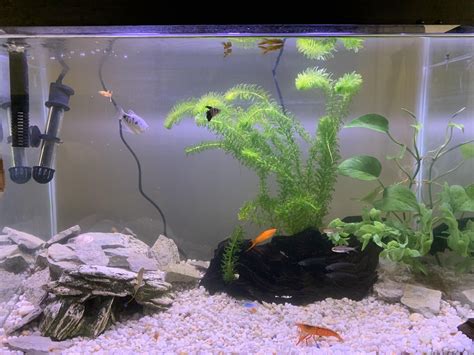 My 25 gal :) : r/Aquariums
