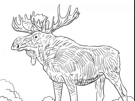 Cartoon Moose Coloring Pages at GetColorings.com | Free printable ...