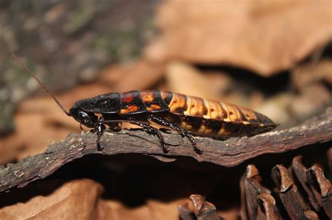 Image result for Cockroach Insect