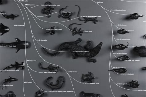 Image result for Animal Evolution Tree