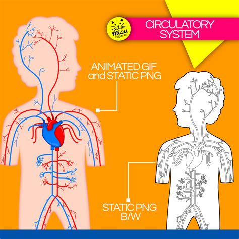 Image result for Circulatory System Animation