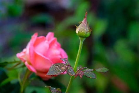 The Rose Blooming Stages And How To Get There