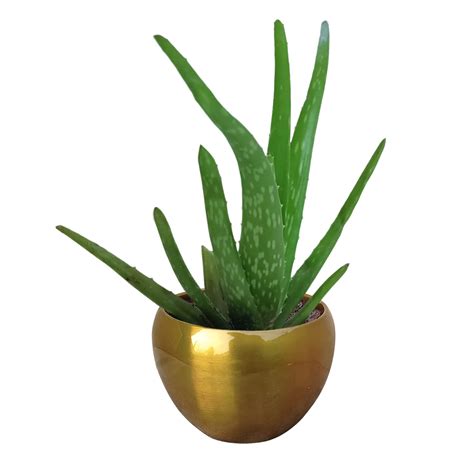 Buy Growkaro Aloe Vera Medicinal with Golden Metal Pot | Medicinal s ...