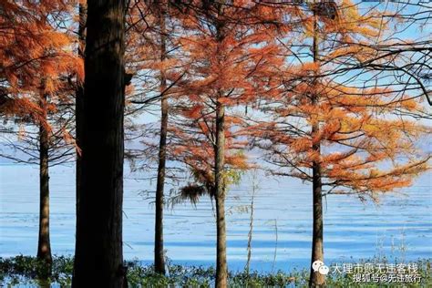 冬日洱海红水杉美出圈最新素材